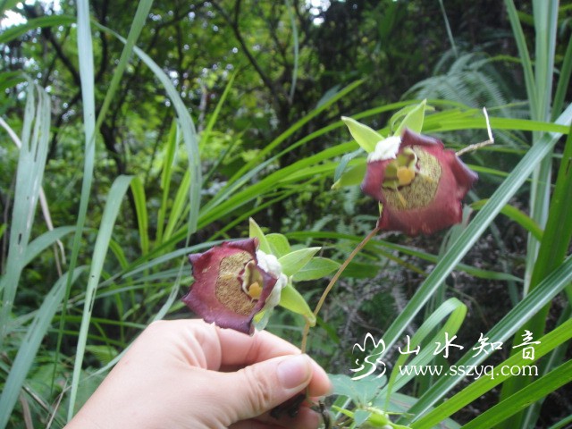 灯笼花？