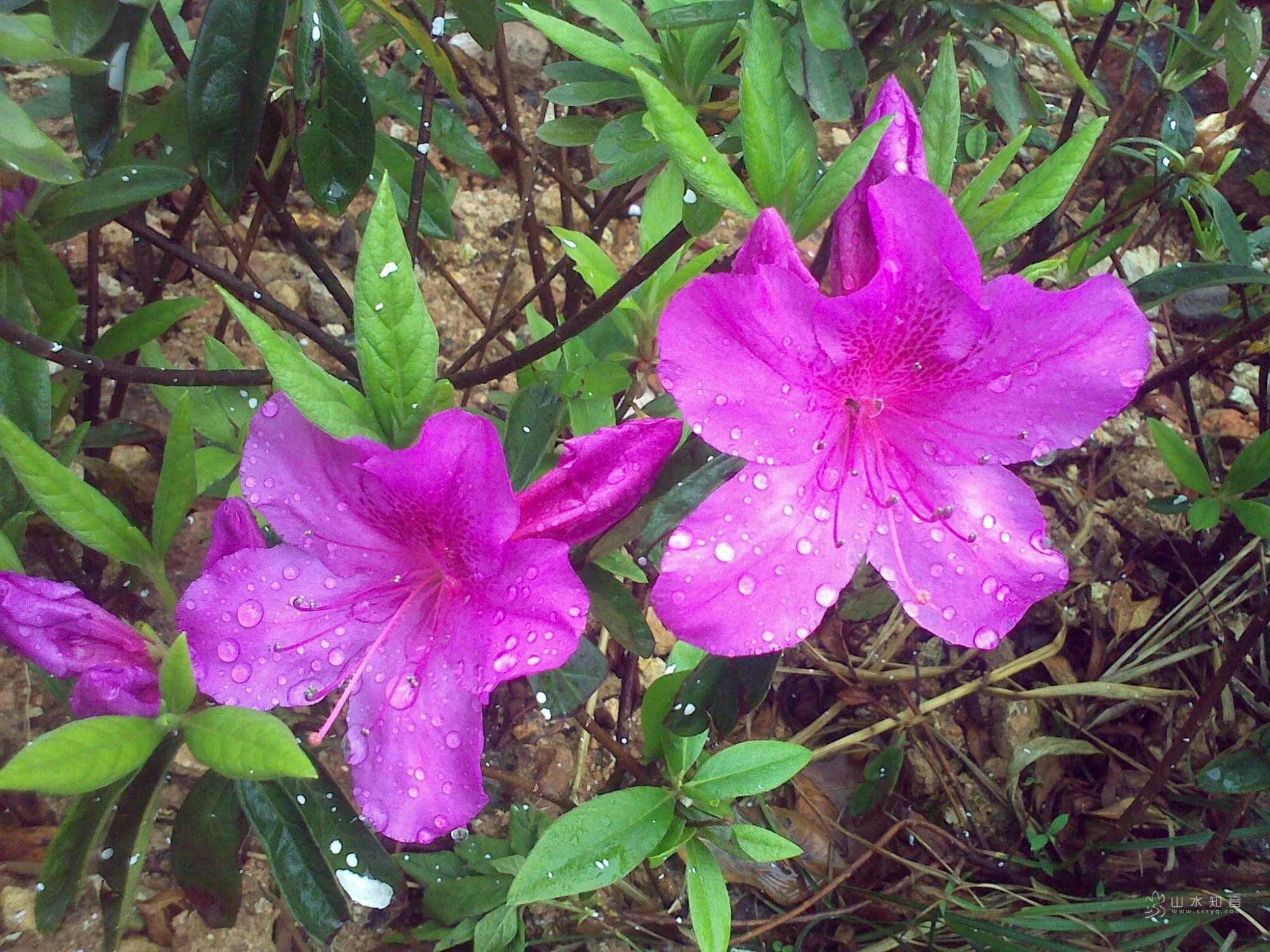 漂亮的花花