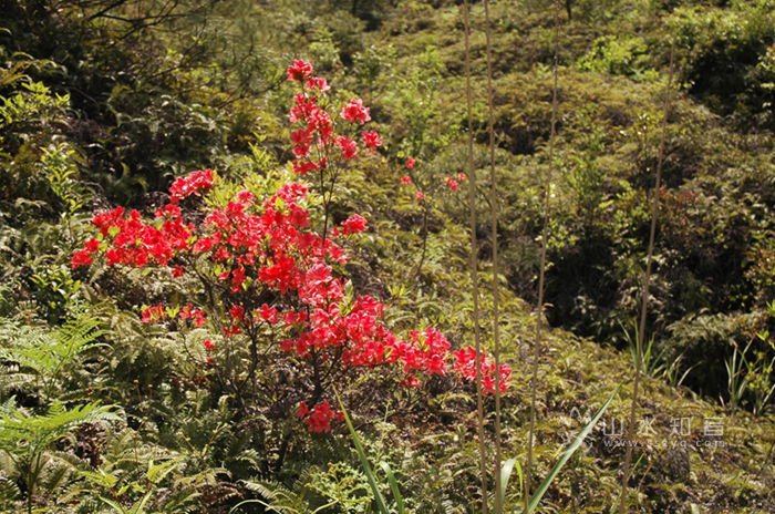 杜鹃花