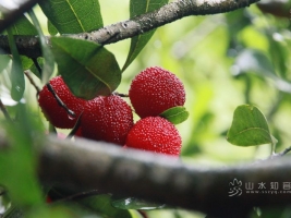 10.06.20淡溪摘杨梅